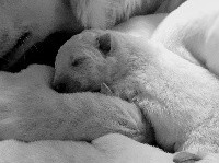 CHIOT