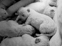 CHIOT