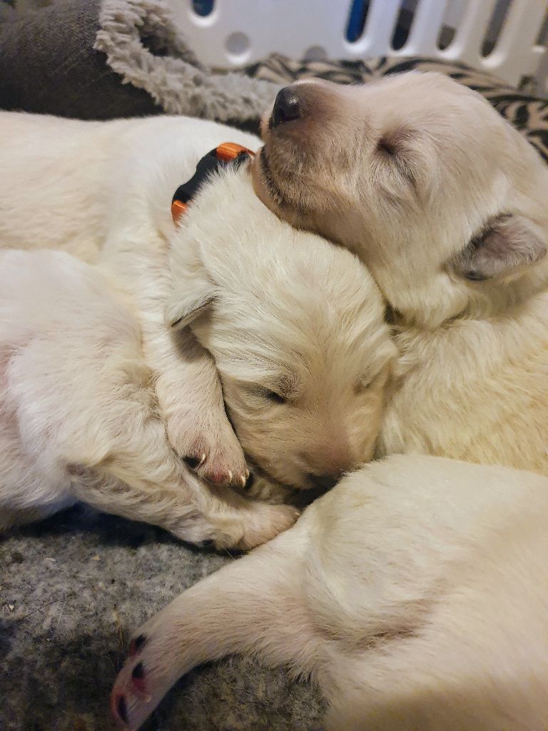Des Gardiens De La Légende - Berger Blanc Suisse - Portée née le 05/11/2020